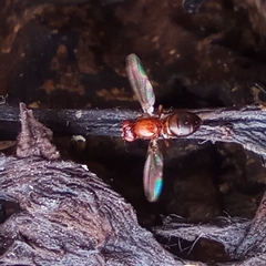 Mycetaulus bipunctatus
