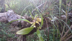 Maxillaria tenuifolia