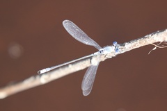 Lestes disjunctus