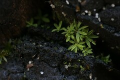 Calymperastrum latifolium