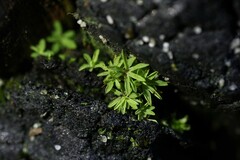 Calymperastrum latifolium