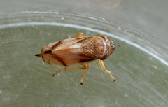 Neophilaenus albipennis