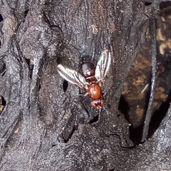 Mycetaulus bipunctatus