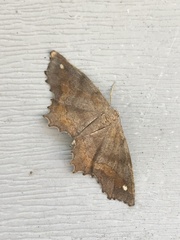 Hypagyrtis
