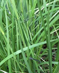 Coenagrion pulchellum