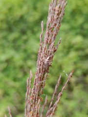 Araneidae