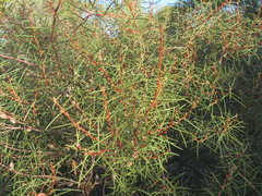 Hakea mitchellii