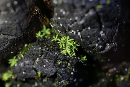 Image of Calymperastrum latifolium by (c) Hugo Innes, some rights reserved (CC BY)