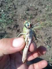 Locusta migratoria
