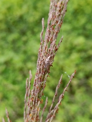 Araneidae