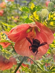 Bombus hortulanus