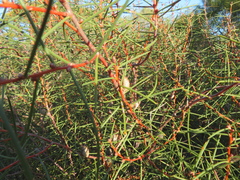 Hakea mitchellii