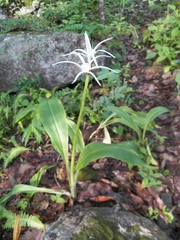 Hymenocallis jaliscensis