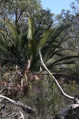 Calymperastrum latifolium