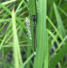 Coenagrion armatum