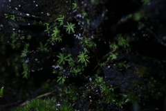 Calymperastrum latifolium