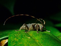 Cerambycidae