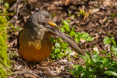 Turdus olivaceus