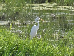 Ardea alba