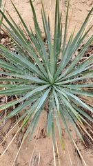 Yucca angustissima