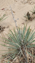 Yucca angustissima