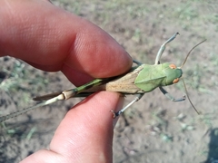 Locusta migratoria