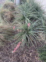 Hesperaloe