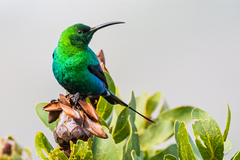 Nectarinia famosa famosa