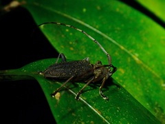 Cerambycidae