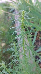 Artemisia biennis