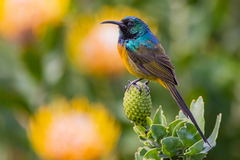 Anthobaphes violacea