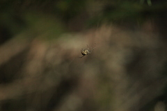 Metellina segmentata