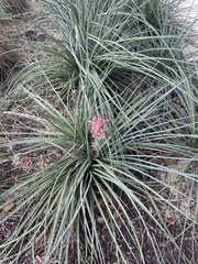Hesperaloe