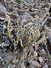 Myriopteris gracillima