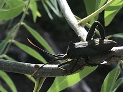 Acanthocephala terminalis