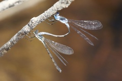 Lestes disjunctus