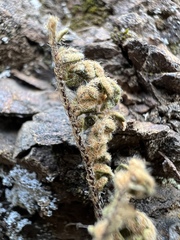 Myriopteris gracillima