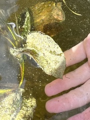 Potamogeton amplifolius