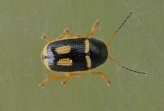 Cryptocephalus elegantulus