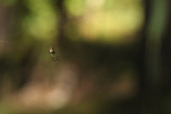 Metellina segmentata