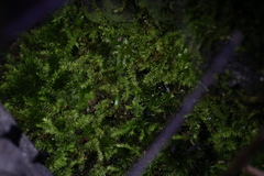 Racopilum cuspidigerum