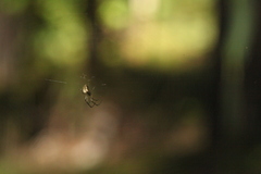 Metellina segmentata