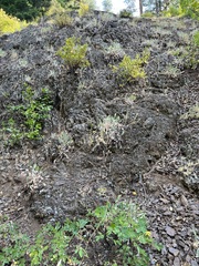 Myriopteris gracillima