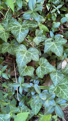 Hedera helix