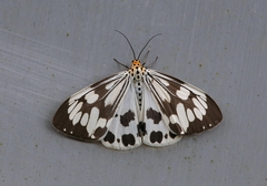 Nyctemera adversata