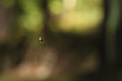 Metellina segmentata