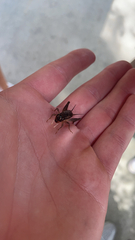 Velarifictorus micado