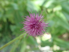 Cirsium monspessulanum