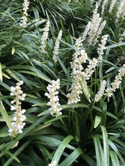 Liriope