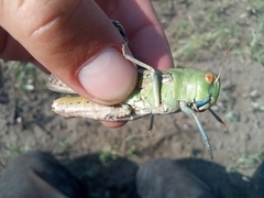 Locusta migratoria